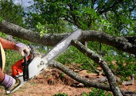 How Our Tree Care Process Works  in  Lincoln, NE