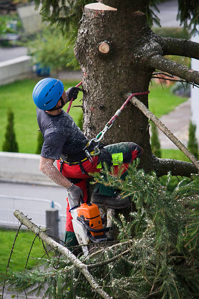 Seasonal Cleanup (Spring/Fall)