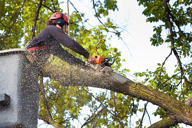 Best Arborist Consultation Services  in Lincoln, NE